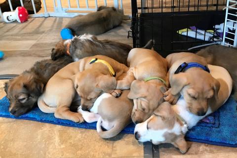 Ava's Puppies