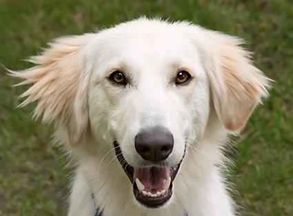 Routinely Clean Your Dog’s Ears to Prevent Infections