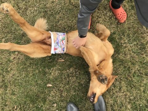 Korey getting a belly scratch