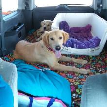 Car ride from Chicago with Huck