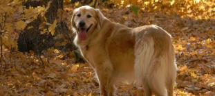 RAGOM celebrates 32 years of rescuing and rehoming