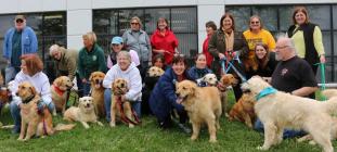 RAGOM welcomes more Golden Retrievers from Turkey