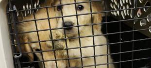 August 2016 rescue from Missouri breeder auction.