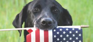 Fireworks season now lasts all summer long, so keep your dog home and safe by following these simple guidelines.
