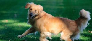 The Golden Retriever Lifetime Study