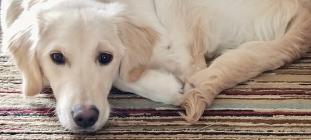 Leo gets a new lease on life and a great forever home