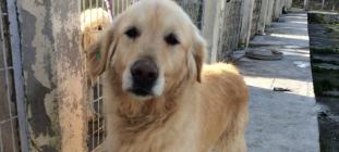 RAGOM Is Rescuing Another Group of Dogs from Turkey