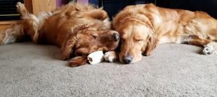 Evidence supports RAGOM's requirement for another dog in your home