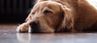 The importance of heartworm prevention