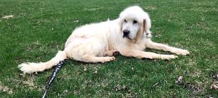 RAGOM rescues nine Turkish dogs—including Caddy, who is blind