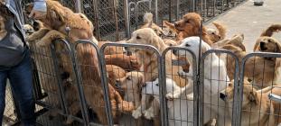Rescues Dogs from China’s Meat Trade
