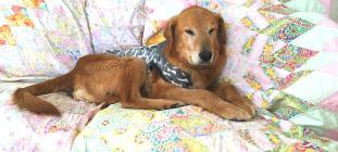 Begin Flea and Tick Prevention Now to Prevent Disease