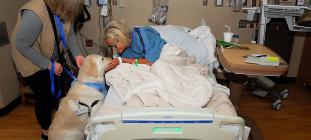 Sully the therapy dog