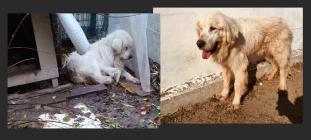 Help Keep Blind Dog Caddy off the Streets