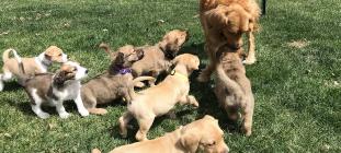 Ava's Puppies