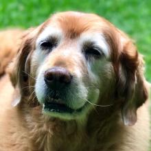 Daisy 07-702