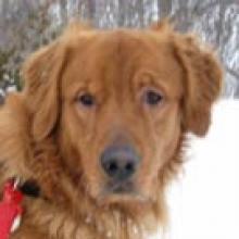 Buddy 11-062