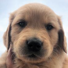 Biscuit 18-079