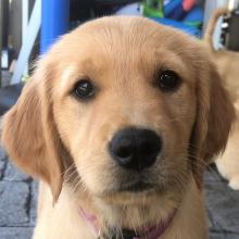 Trudy (Dolly 18-086)